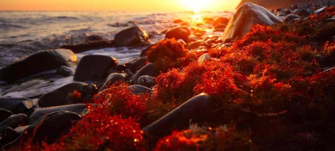 Unlocking Astaxanthin's Health Secrets: A Dive into WebMD's Insights